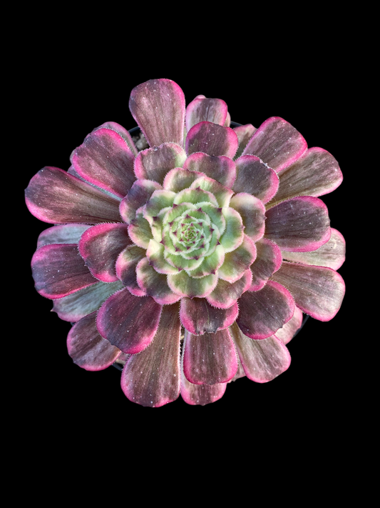 AEONIUM INK PAINTING