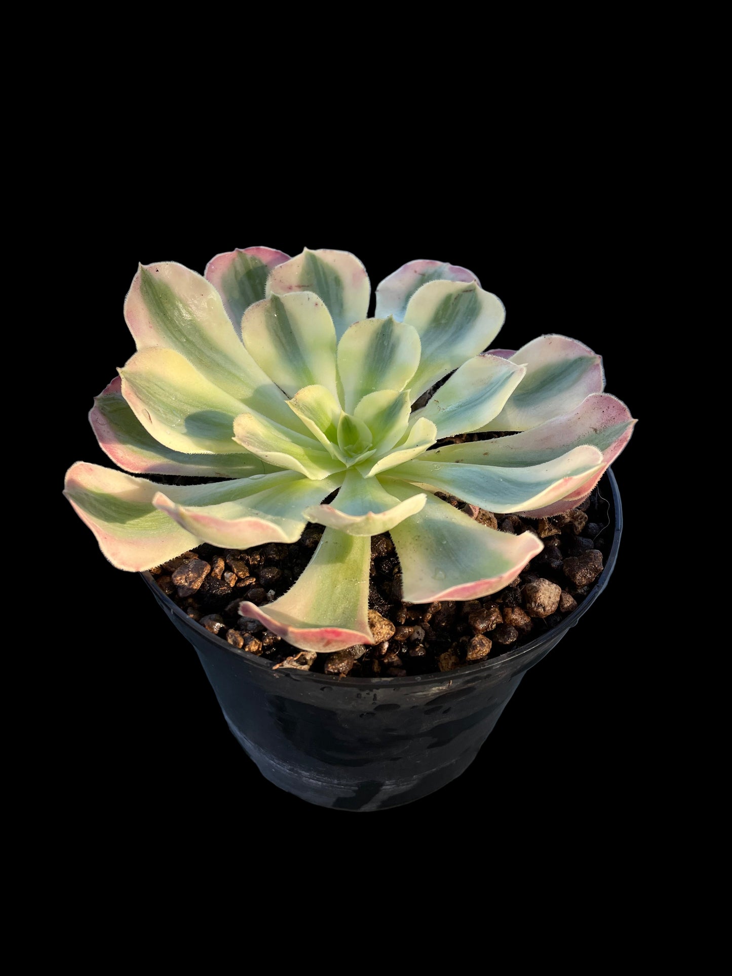 AEONIUM PINK WITCH