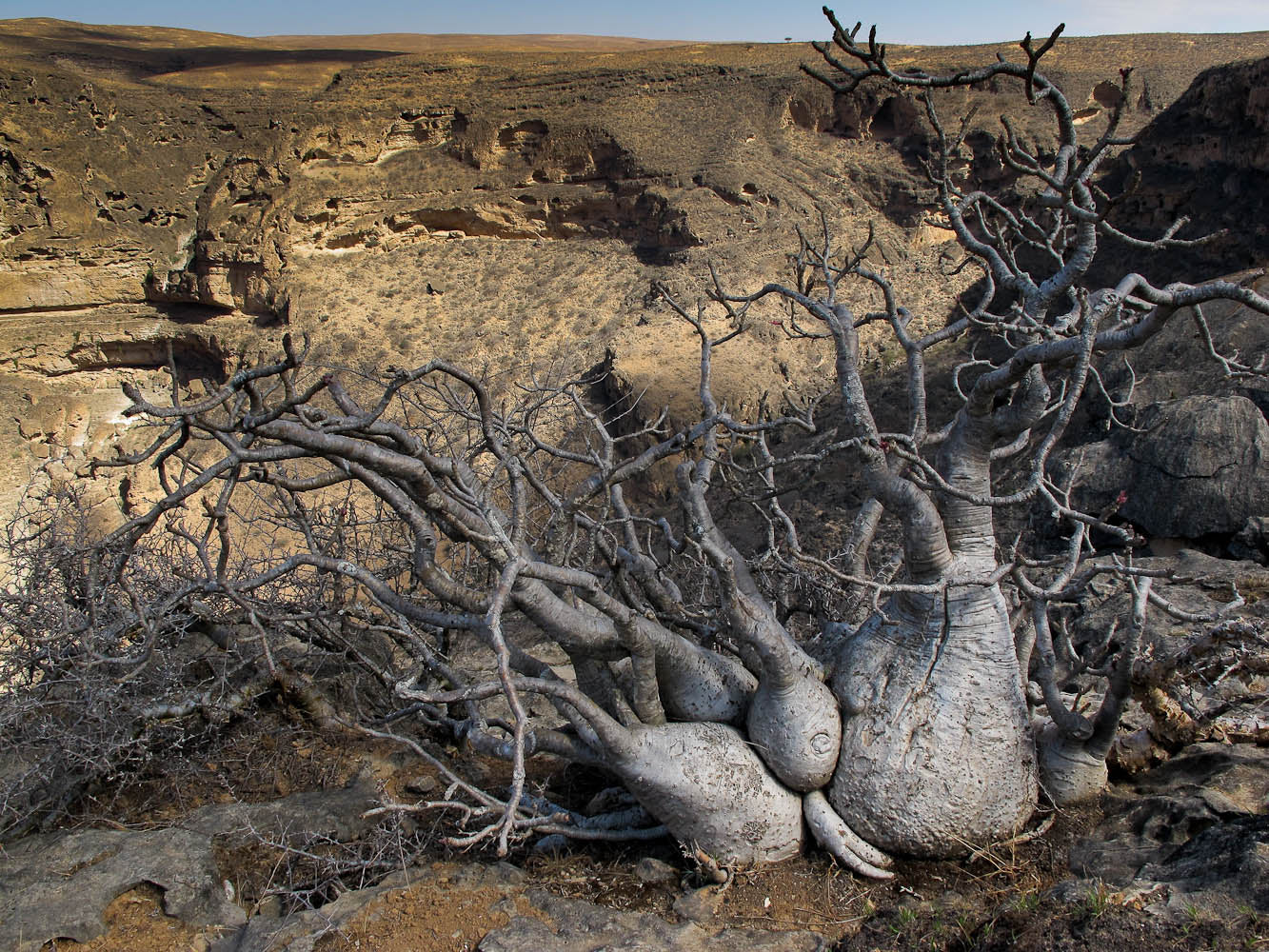 ADENIUM ARABICUM