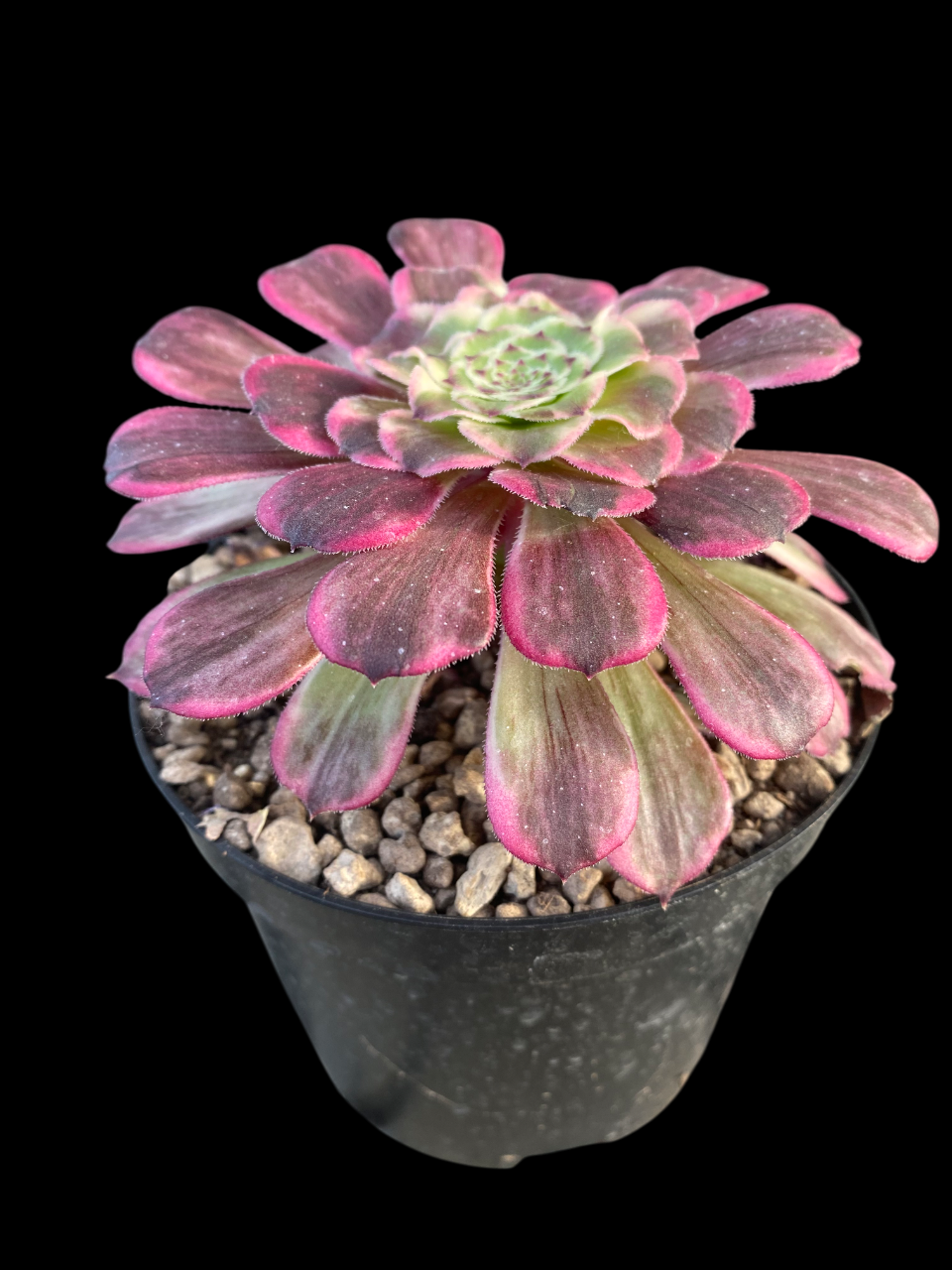 AEONIUM INK PAINTING
