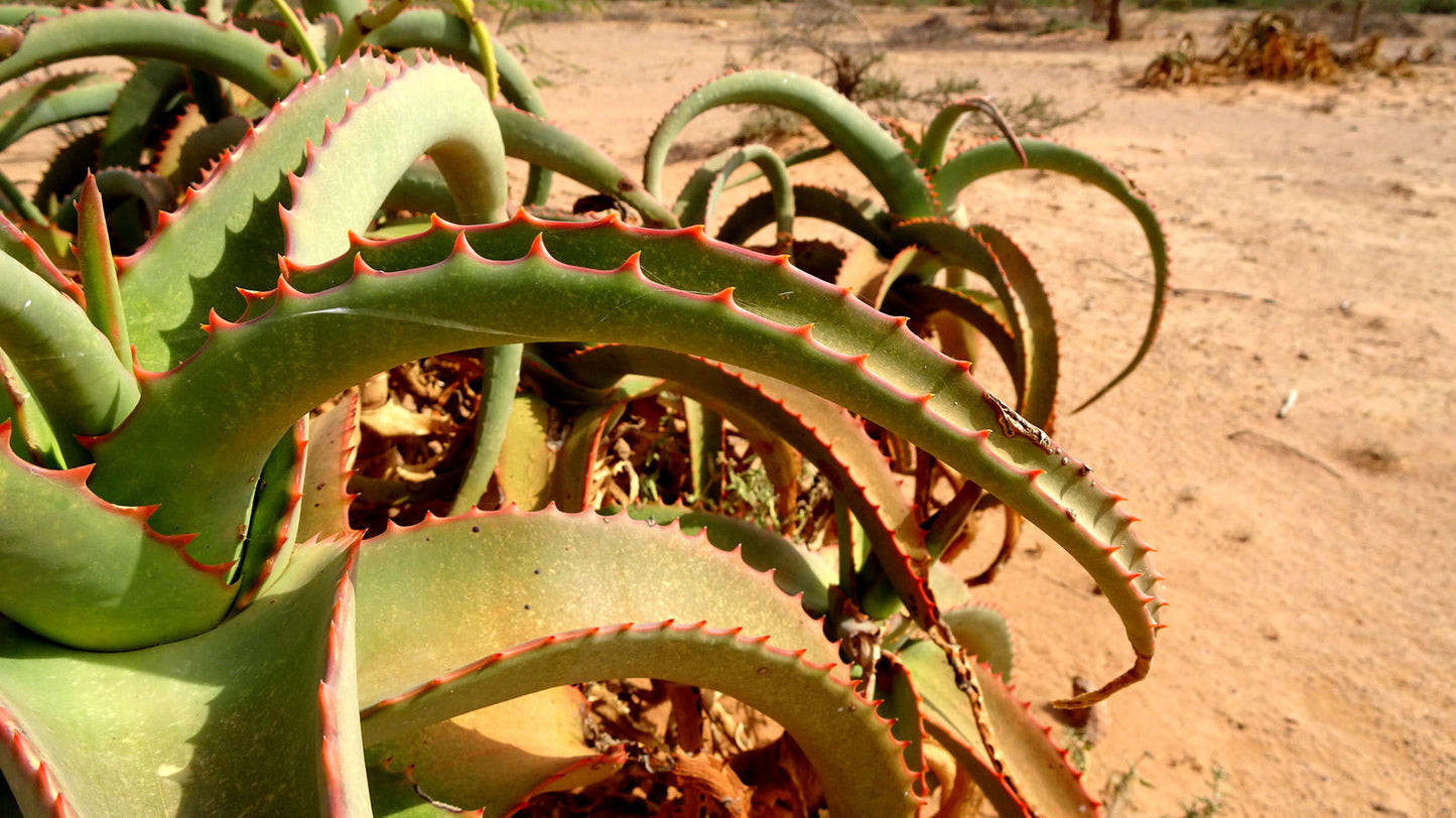 ALOE MEGALACANTHA