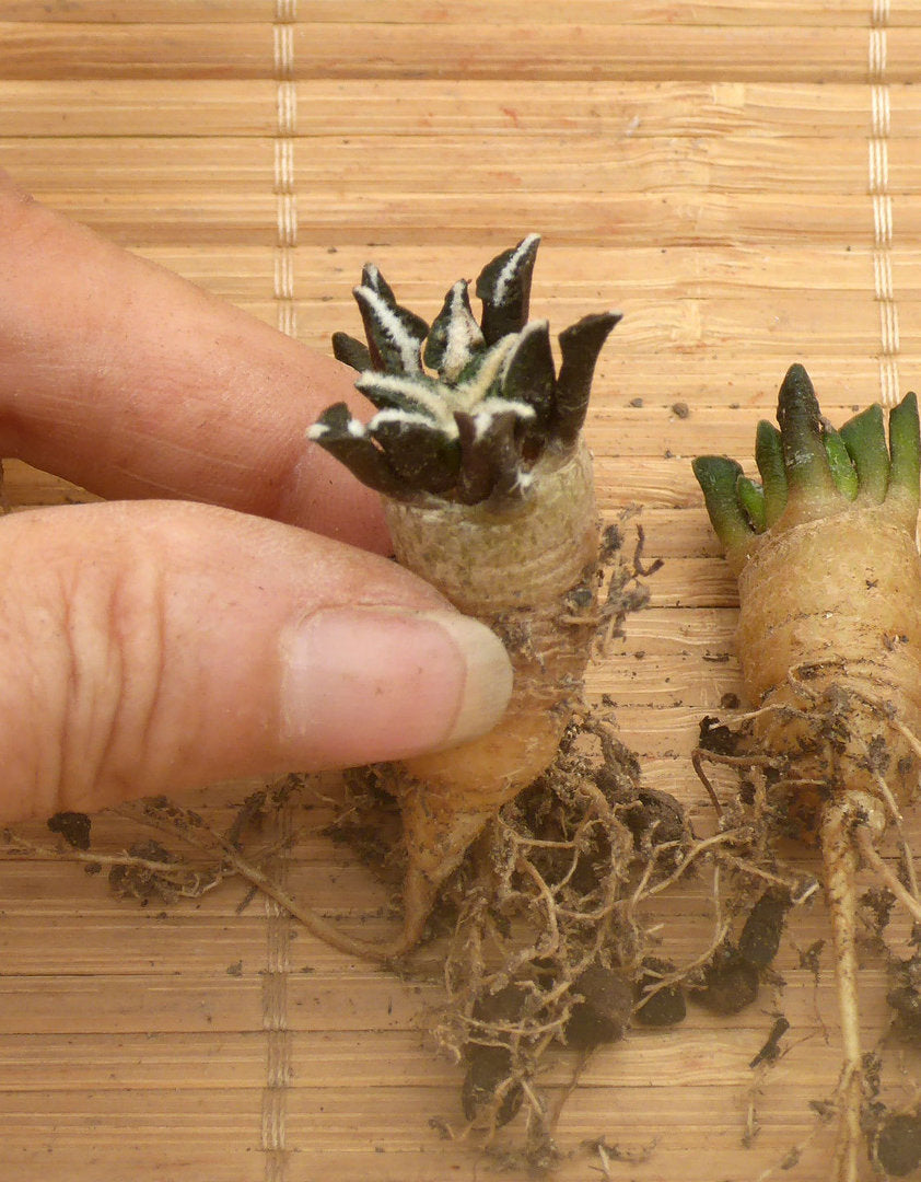 ARIOCARPUS KOTSCHOUBEYANUS