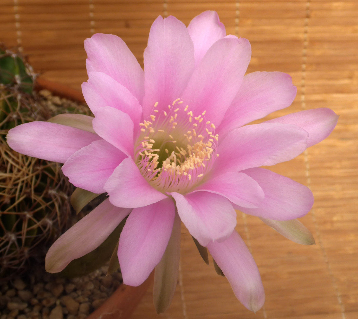 ECHINOPSIS OBREPANDA V. PURPUREA