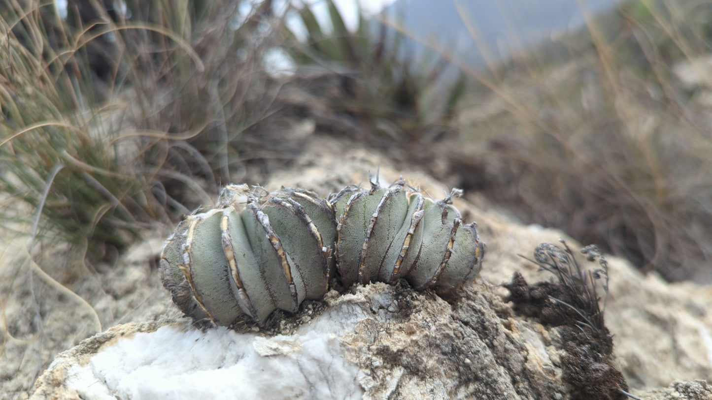 GEOHINTONIA MEXICANA