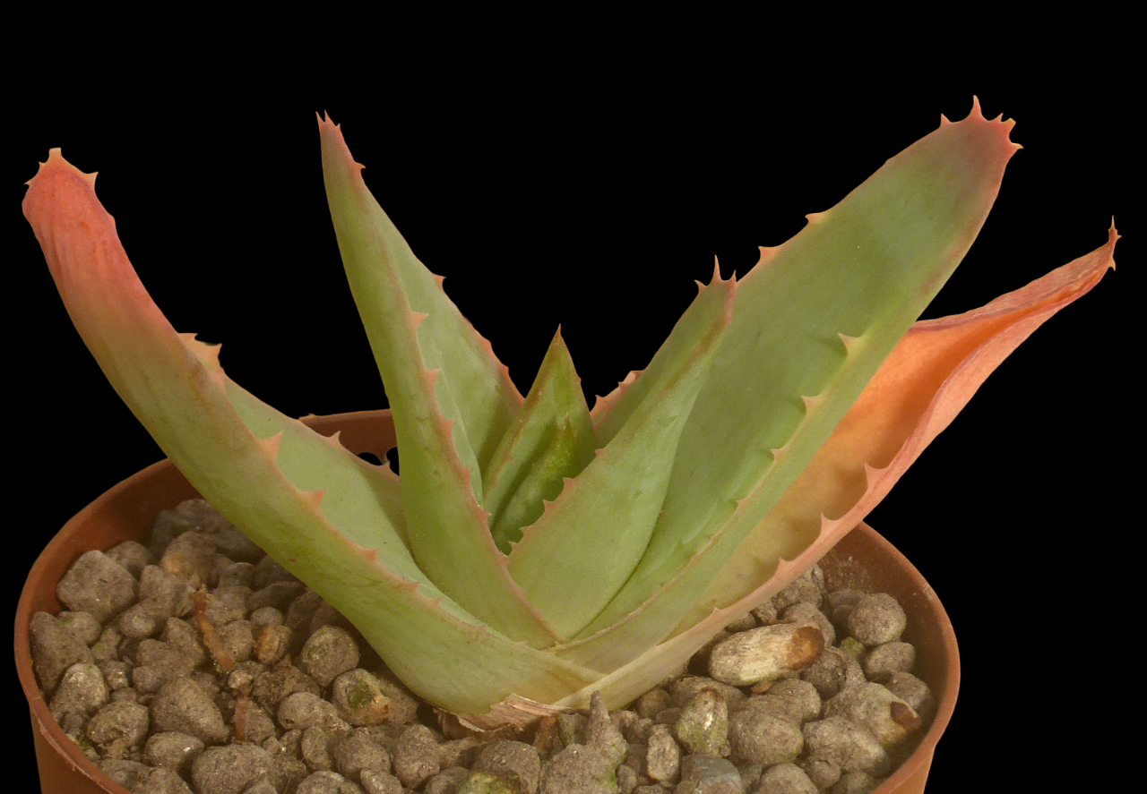 ALOE ANKOBERENSIS