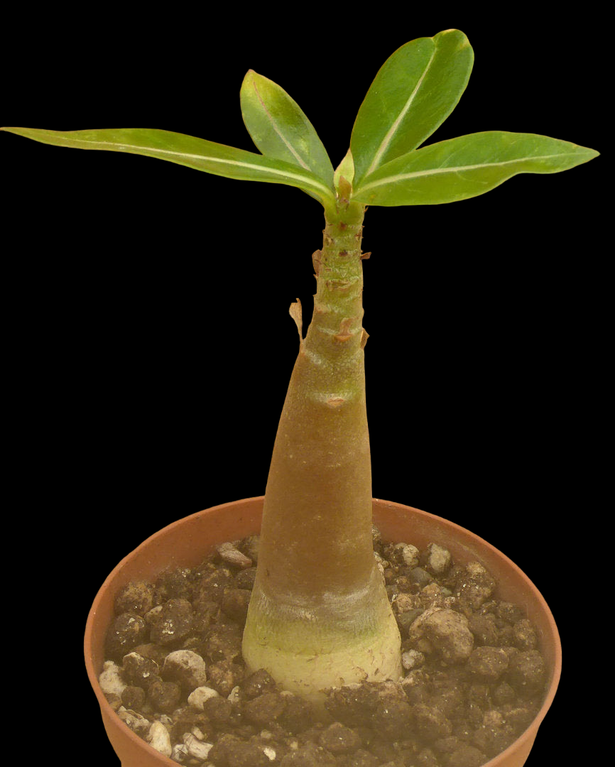 ADENIUM ARABICUM