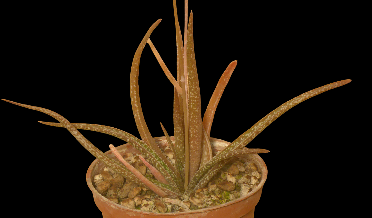 ALOE ALBIFLORA