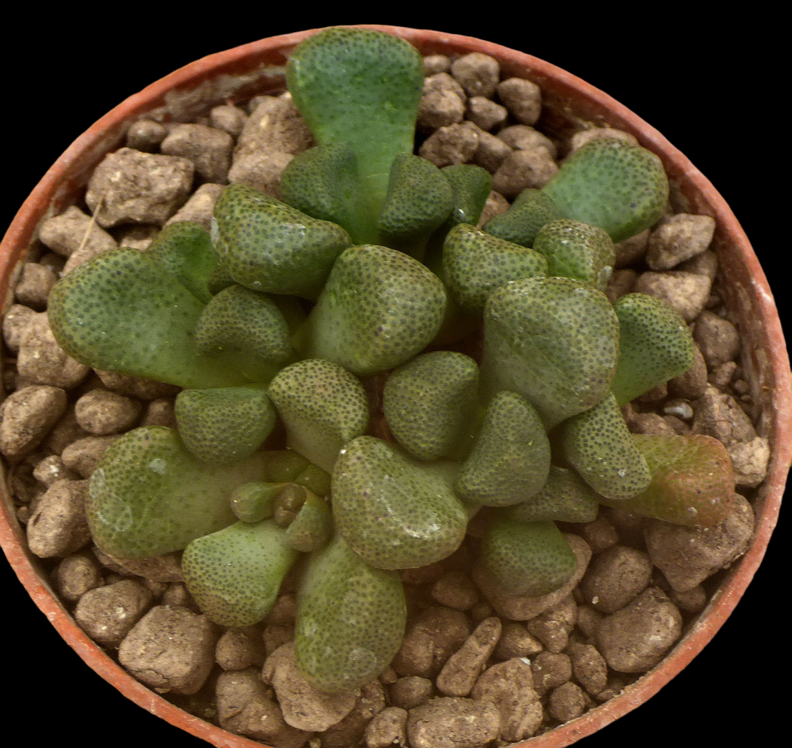 ALOINOPSIS SCHOONEESII