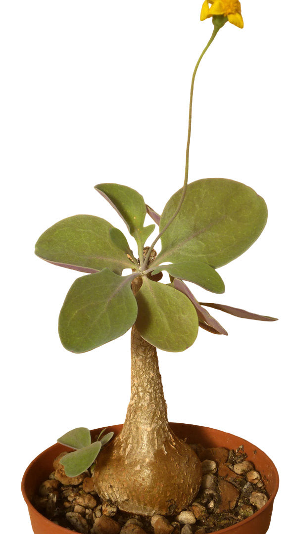 OTHONNA TRIPLINERVIA