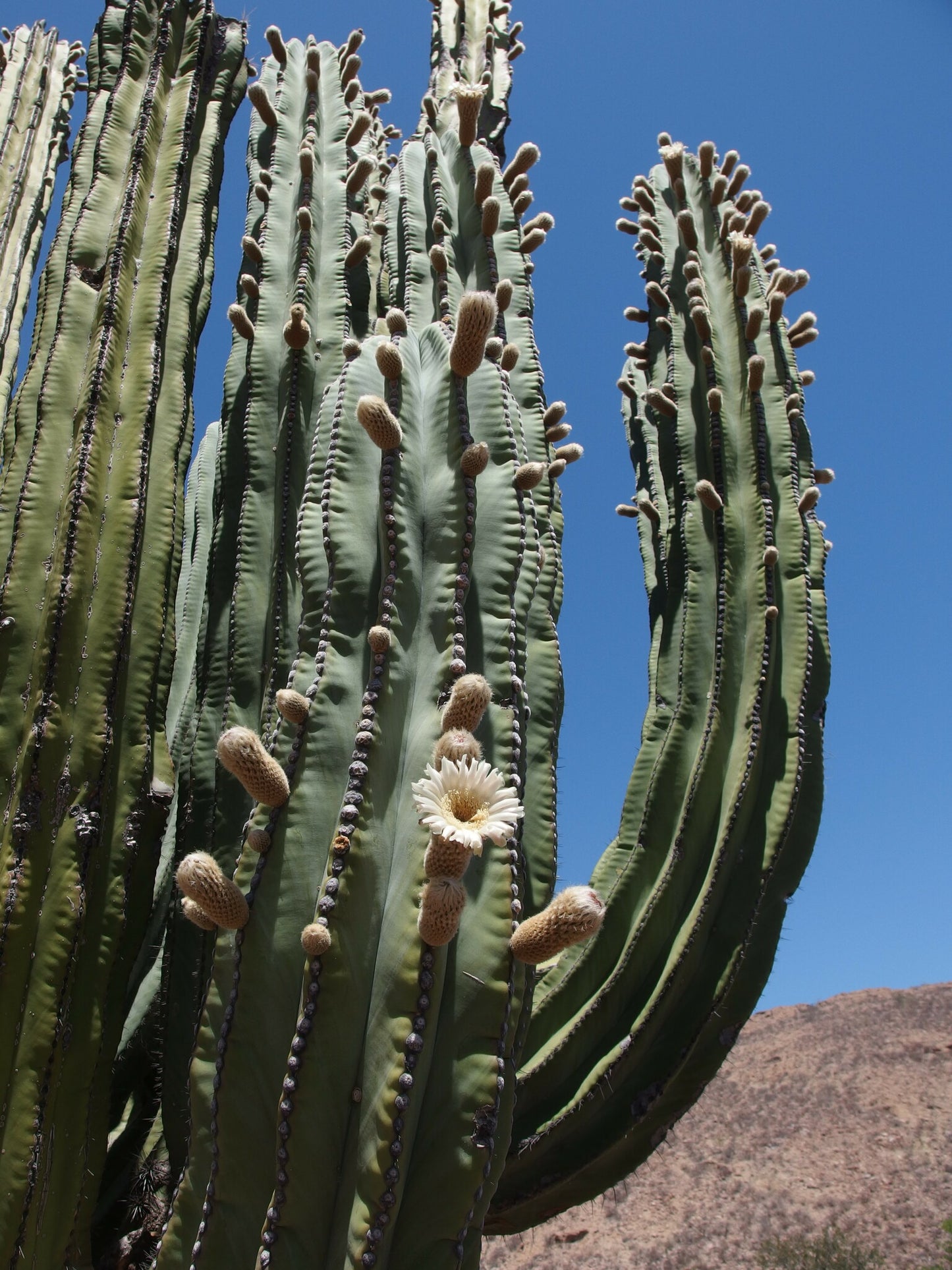 PACHYCEREUS PRINGLEI