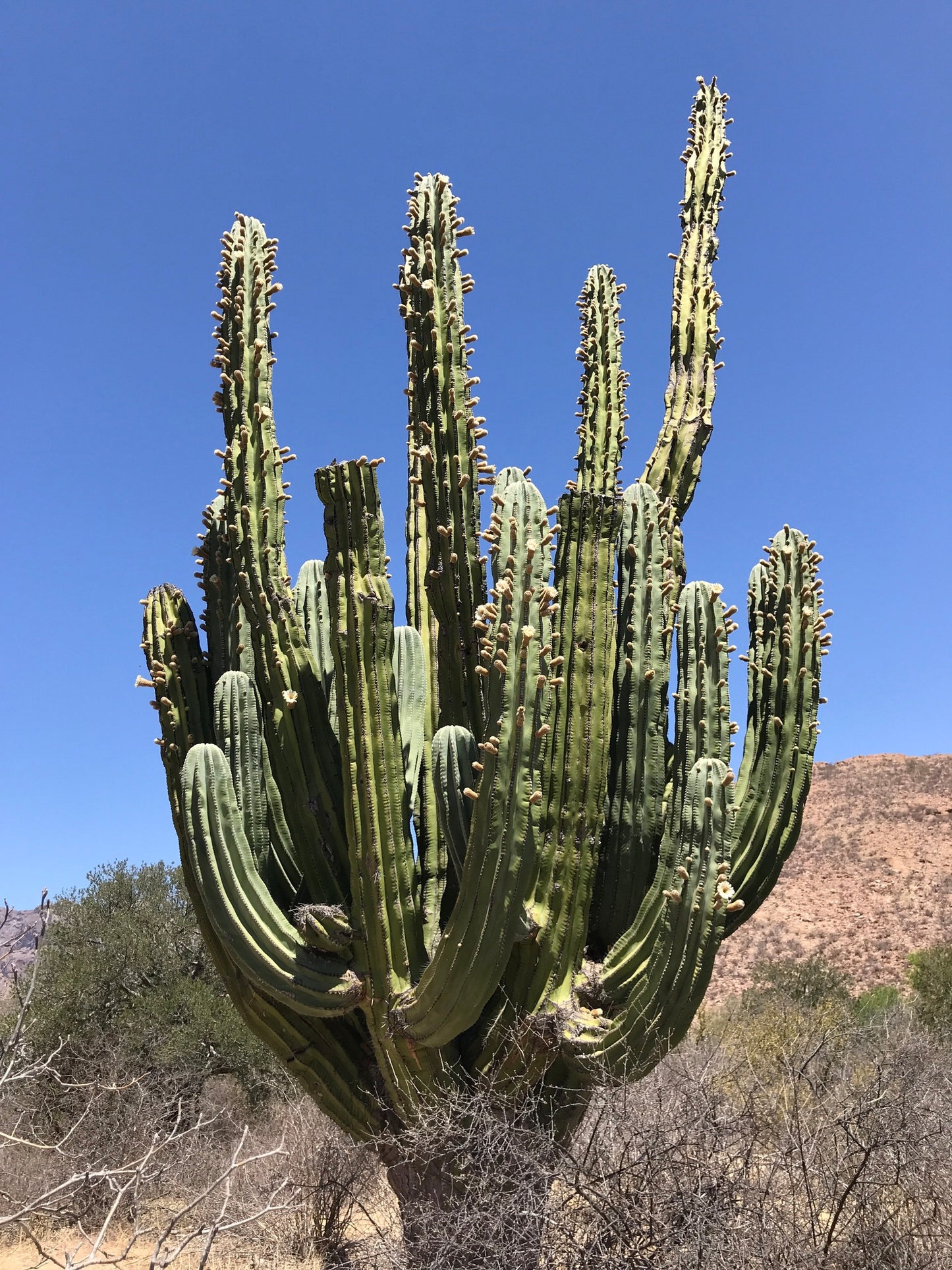 PACHYCEREUS PRINGLEI