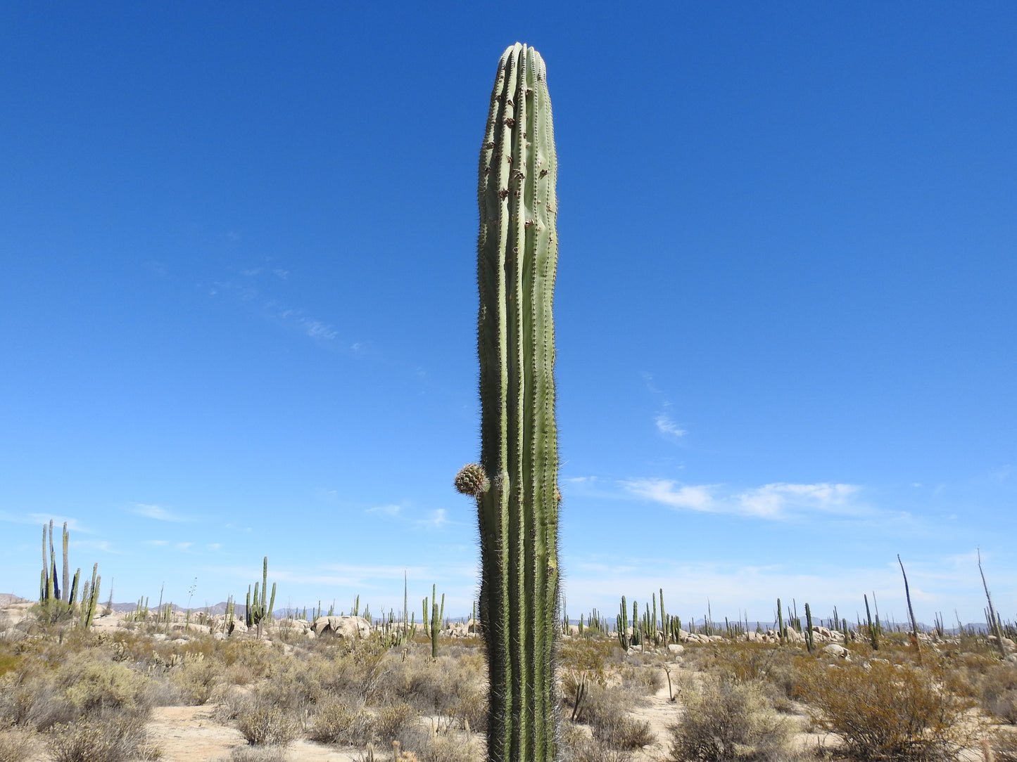 PACHYCEREUS PRINGLEI