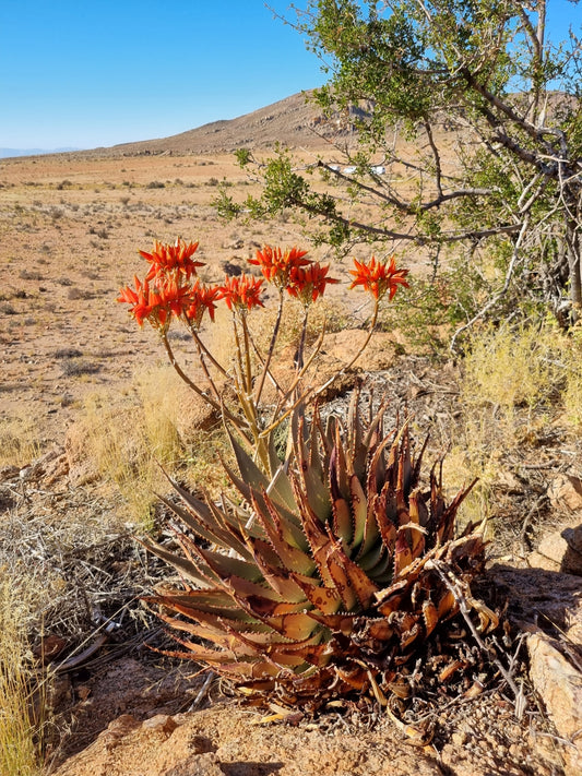 ALOE HEREROENSIS