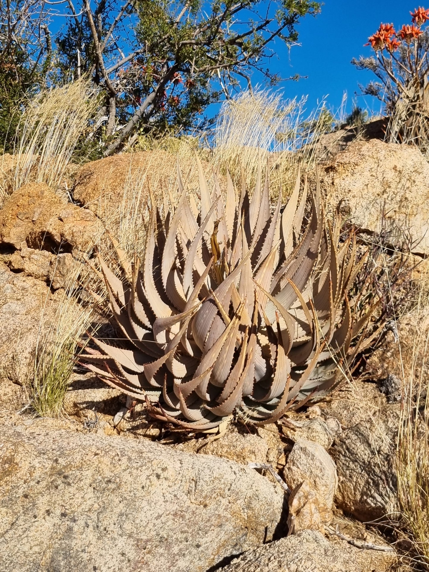 ALOE HEREROENSIS