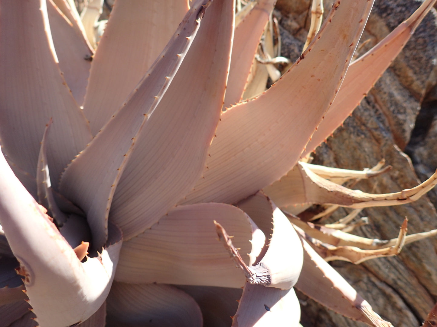 ALOE HEREROENSIS