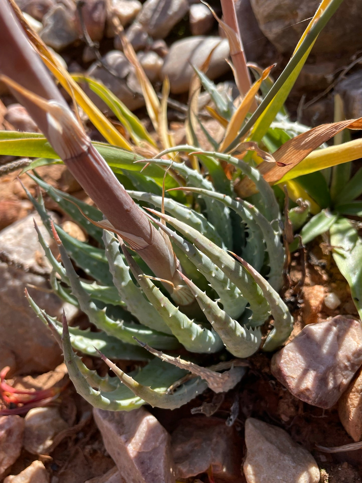 ALOE HUMILIS