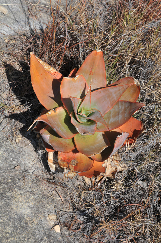 ALOE IMALOTENSIS