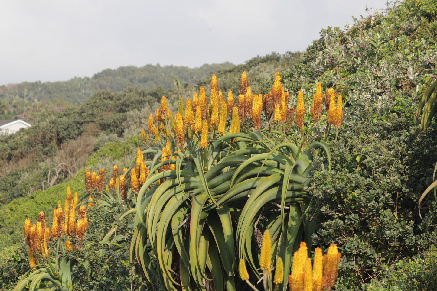 ALOE THRASKII