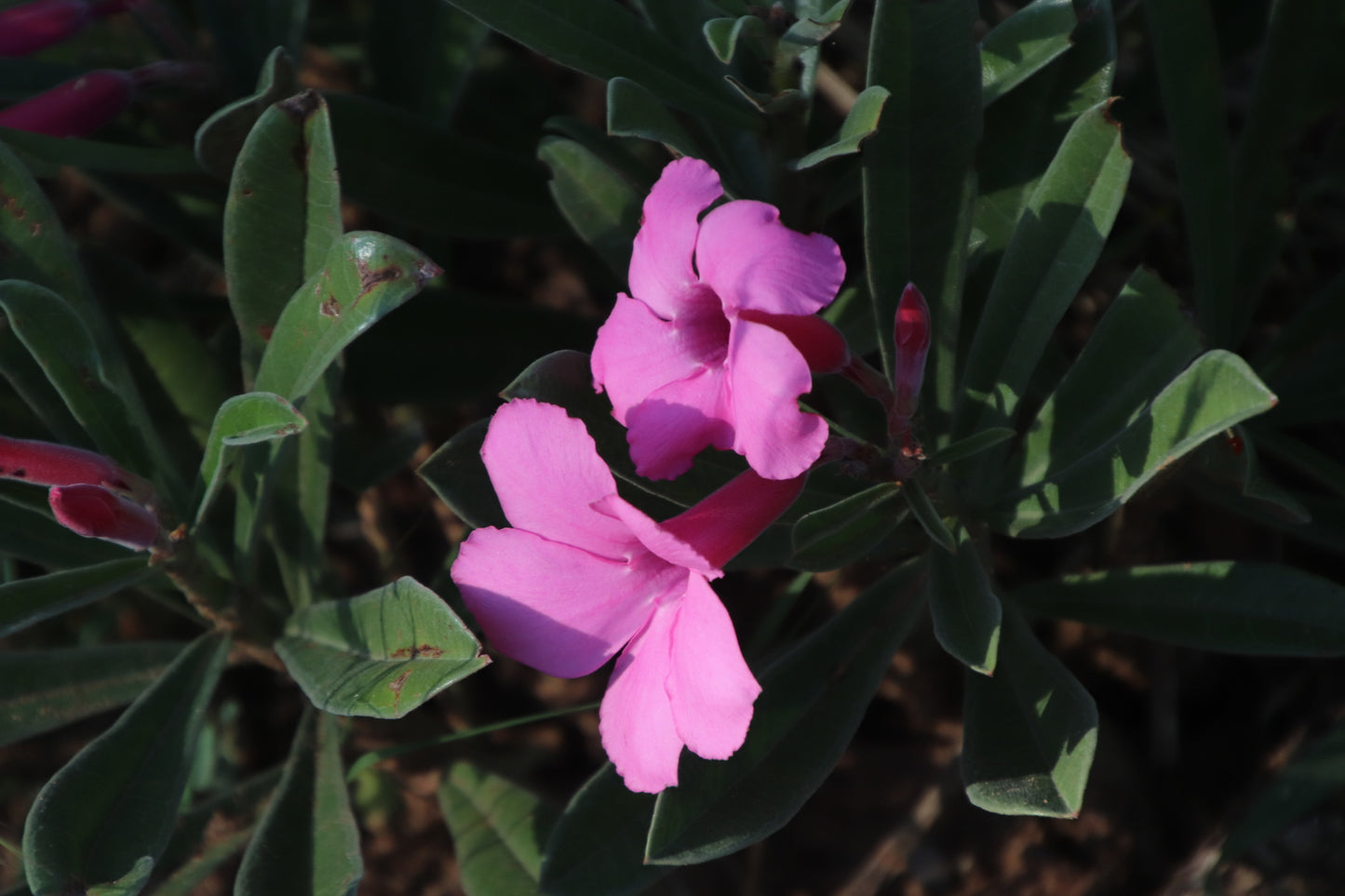ADENIUM SWAZICUM