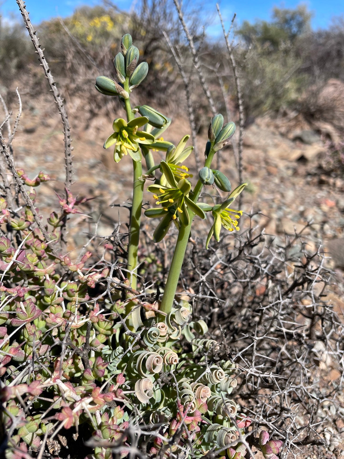 ALBUCA CONCORDIANA