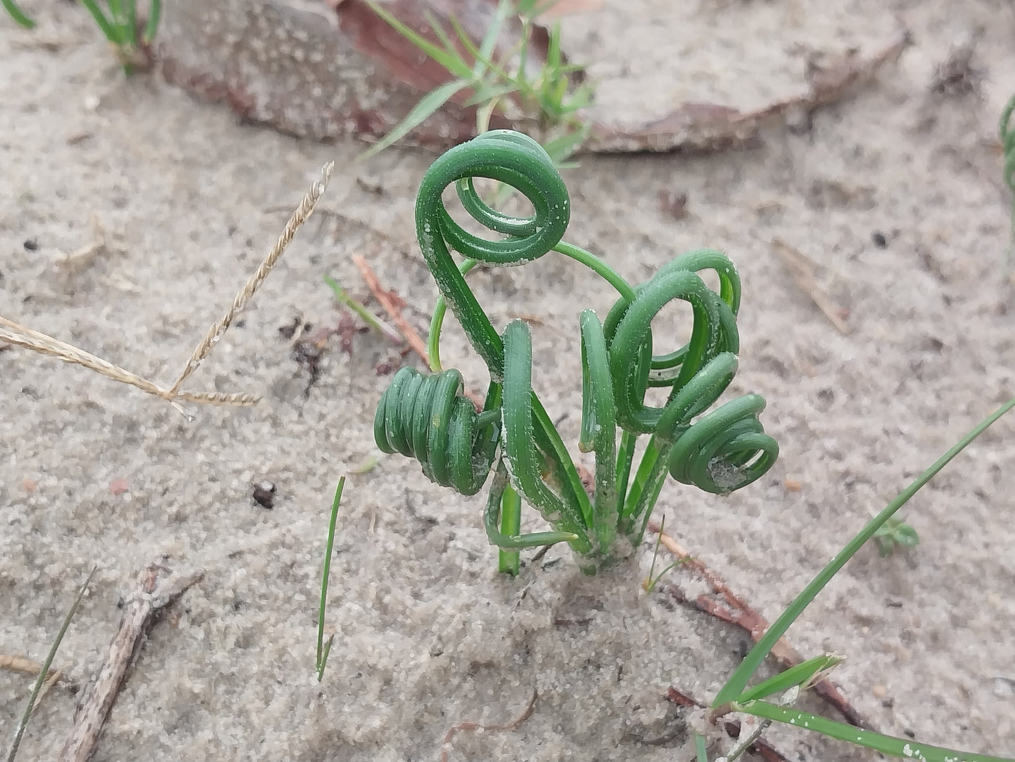 ALBUCA SPIRALIS