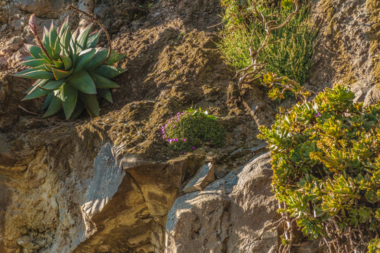 ALOE ANKOBERENSIS