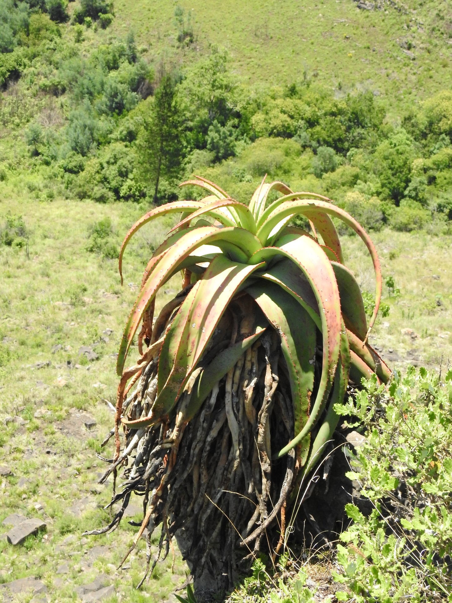 ALOE ALOOIDES