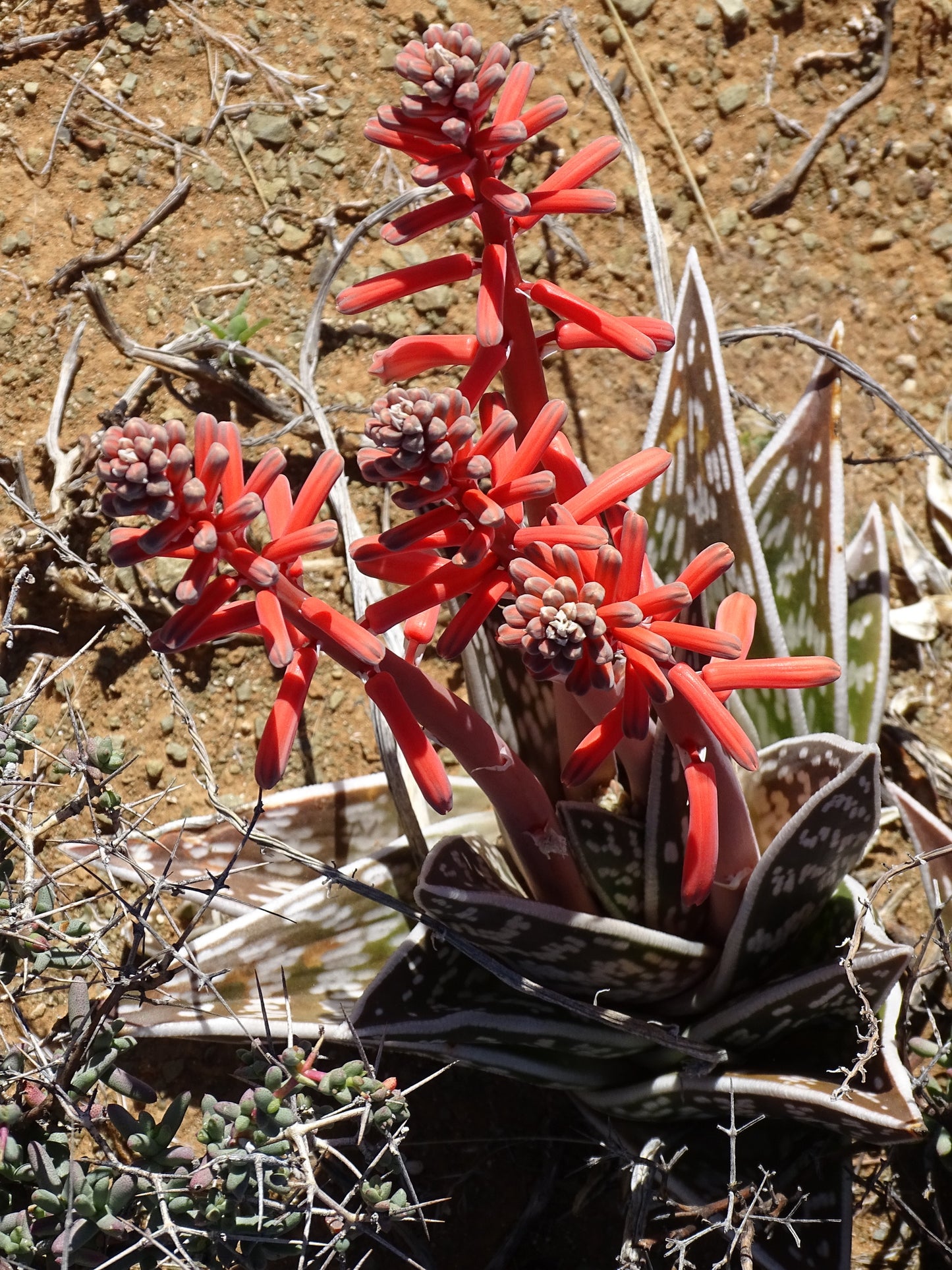 ALOE VARIEGATA