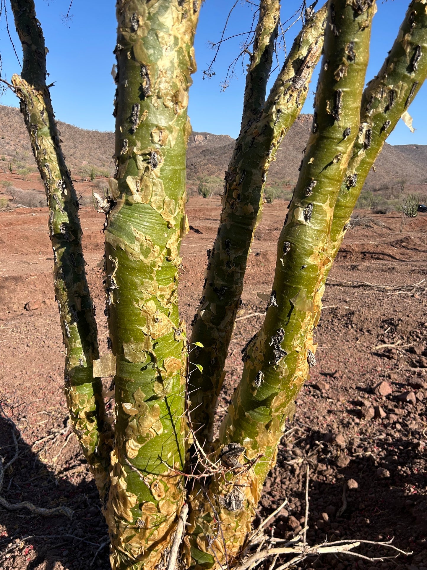 FOUQUIERIA MACDOUGALII