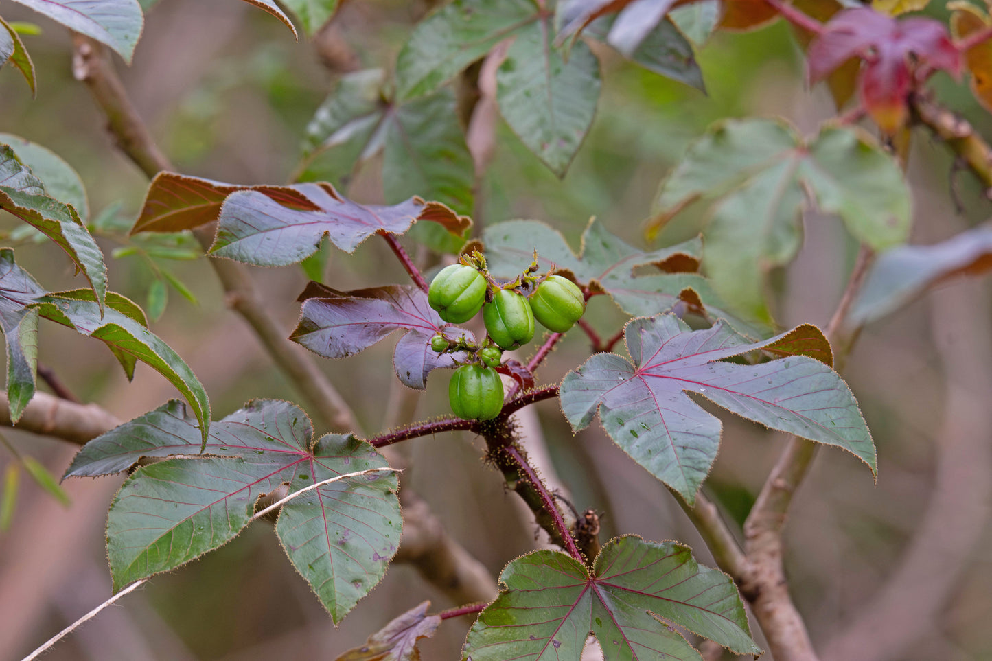 JATROPHA GOSSYPIIFOLIA
