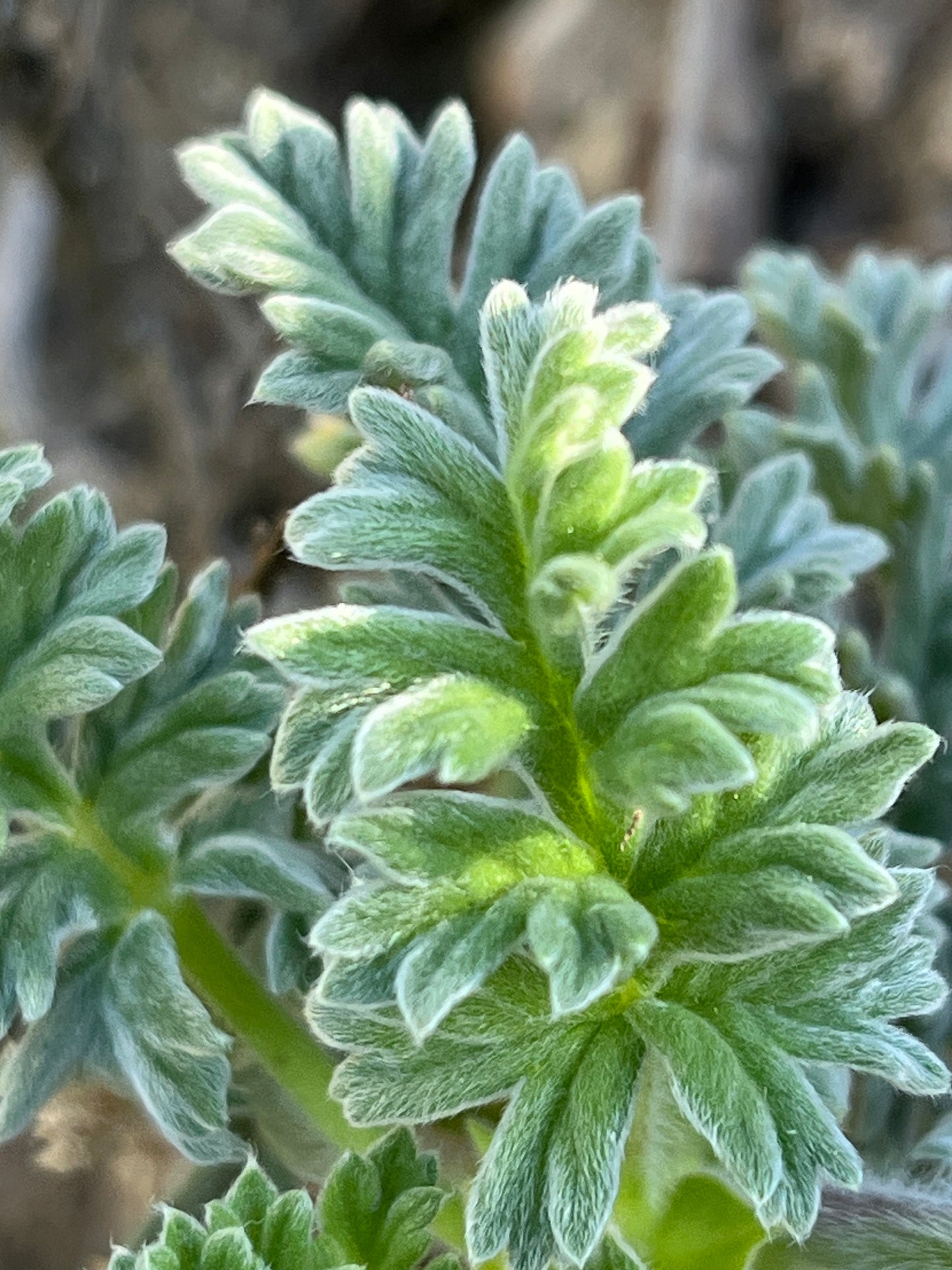 PELARGONIUM FULGIDUM