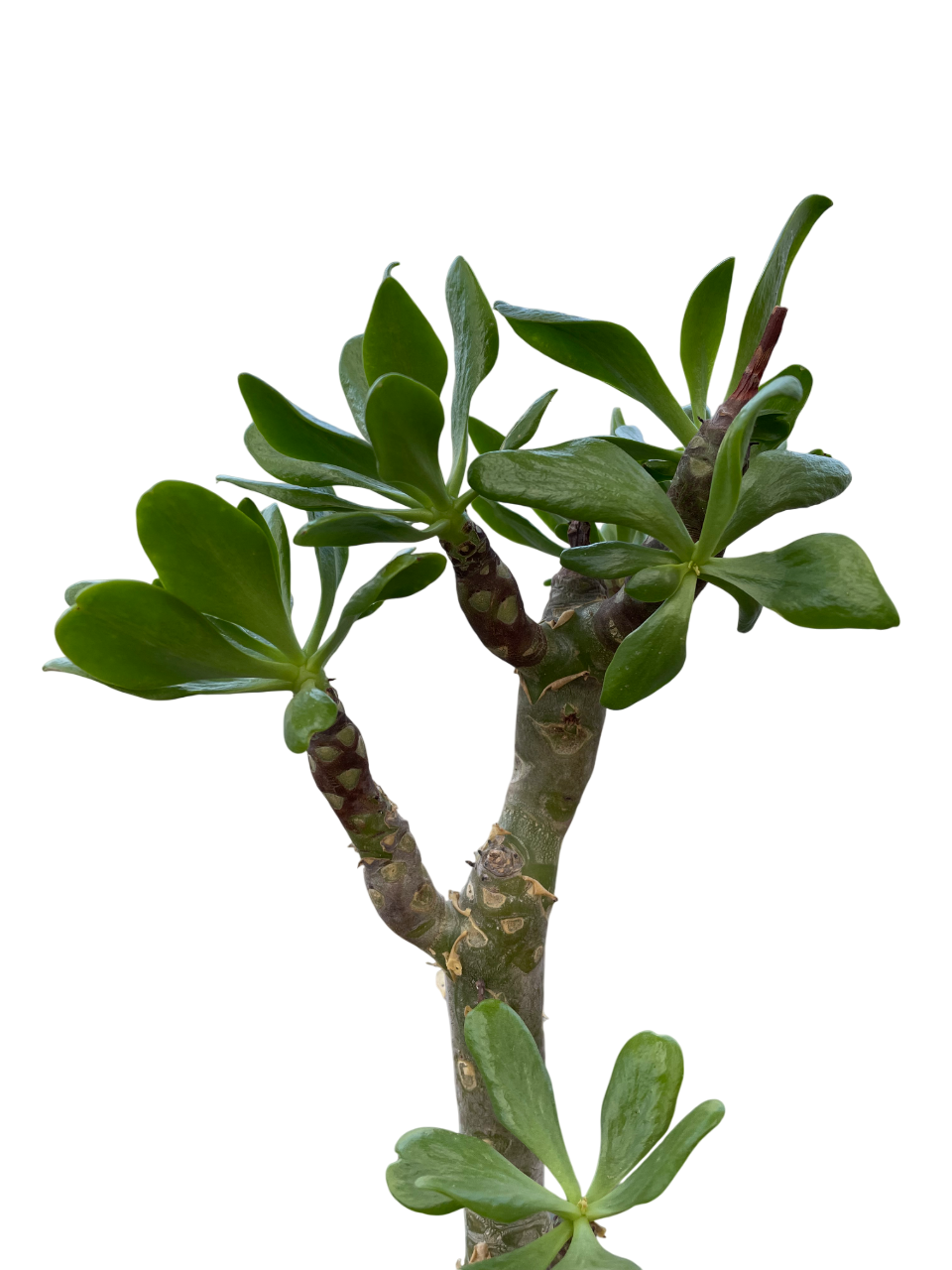 TYLECODON PANICULATUS