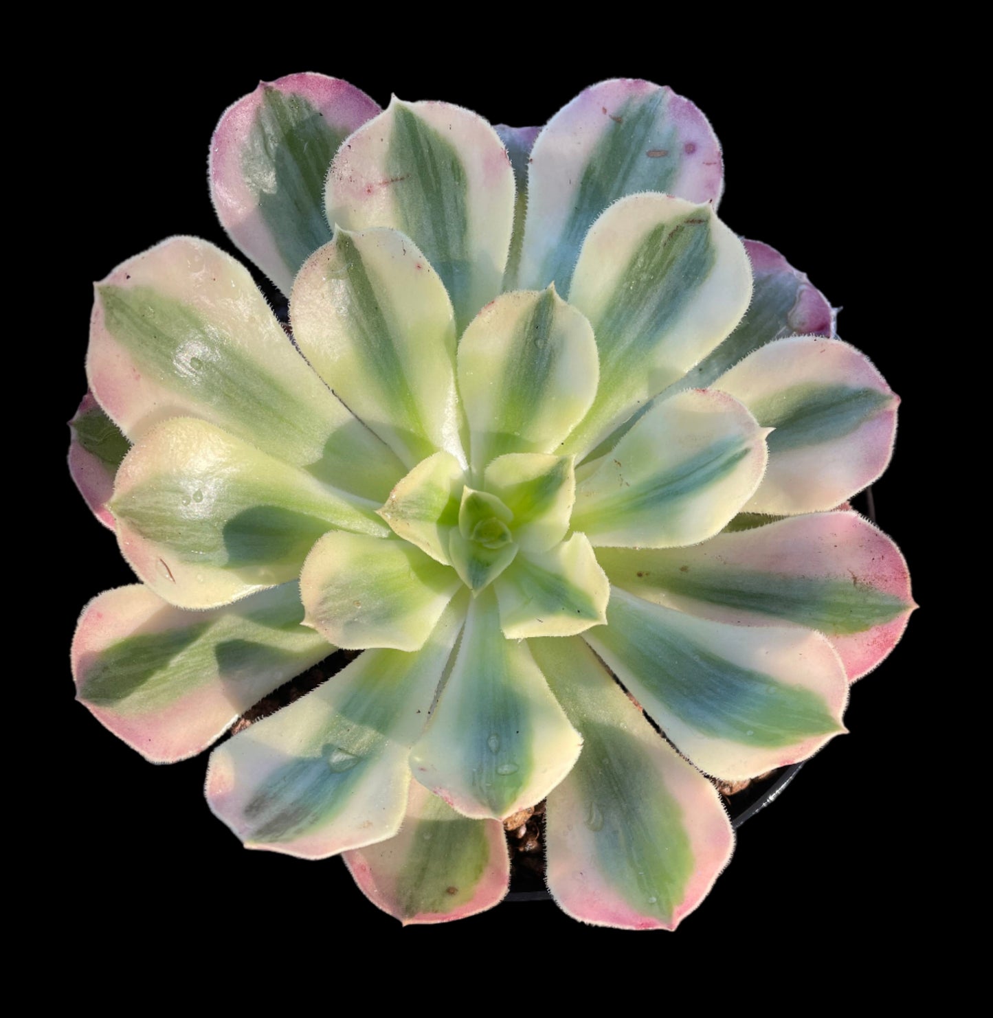 AEONIUM PINK WITCH