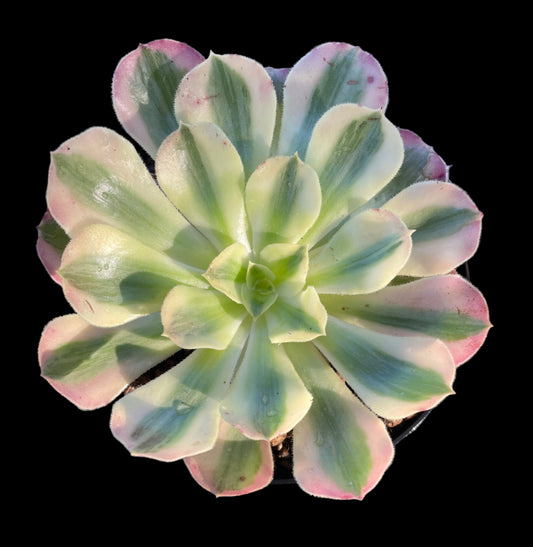 AEONIUM PINK WITCH