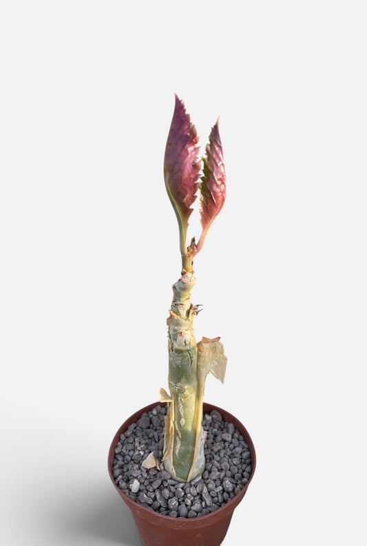 CYPHOSTEMMA JUTTAE