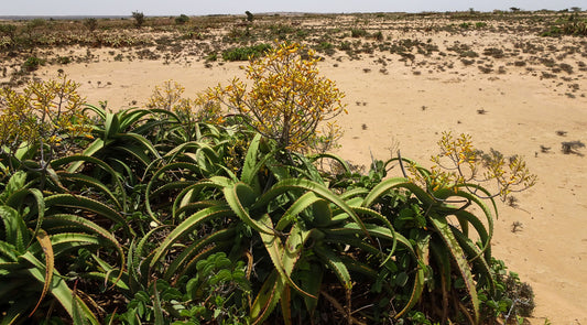 ALOE MEGALACANTHA