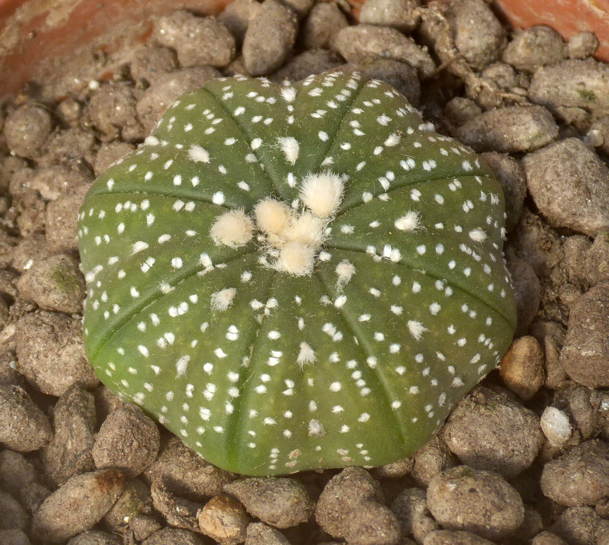 ASTROPHYTUM ASTERIAS