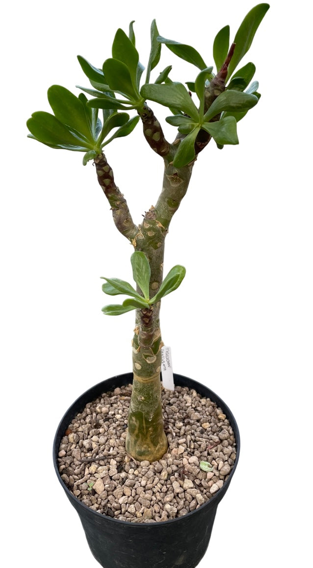 TYLECODON PANICULATUS