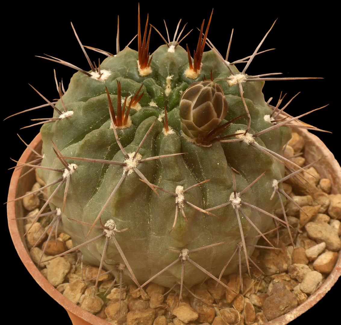 GYMNOCALYCIUM CHUBUTENSE – Kissy Frott