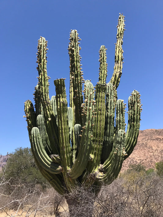 PACHYCEREUS PRINGLEI