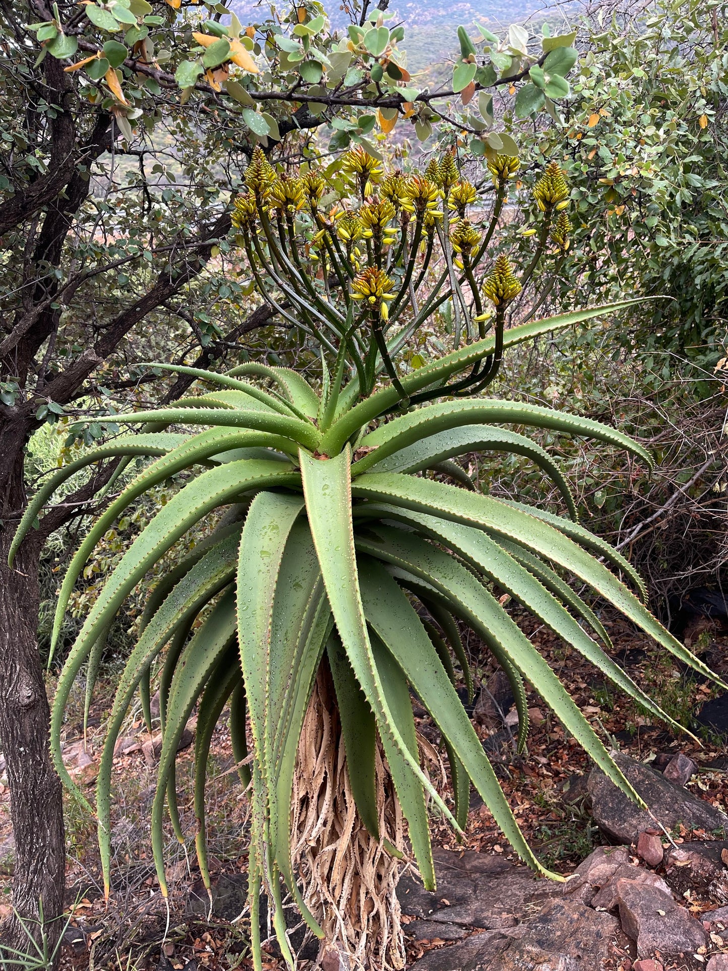 ALOE ANGELICA