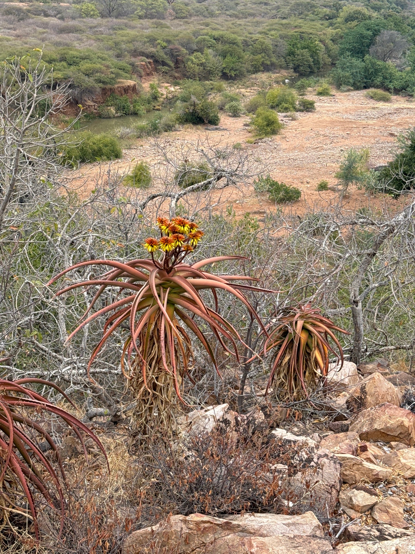 ALOE ANGELICA