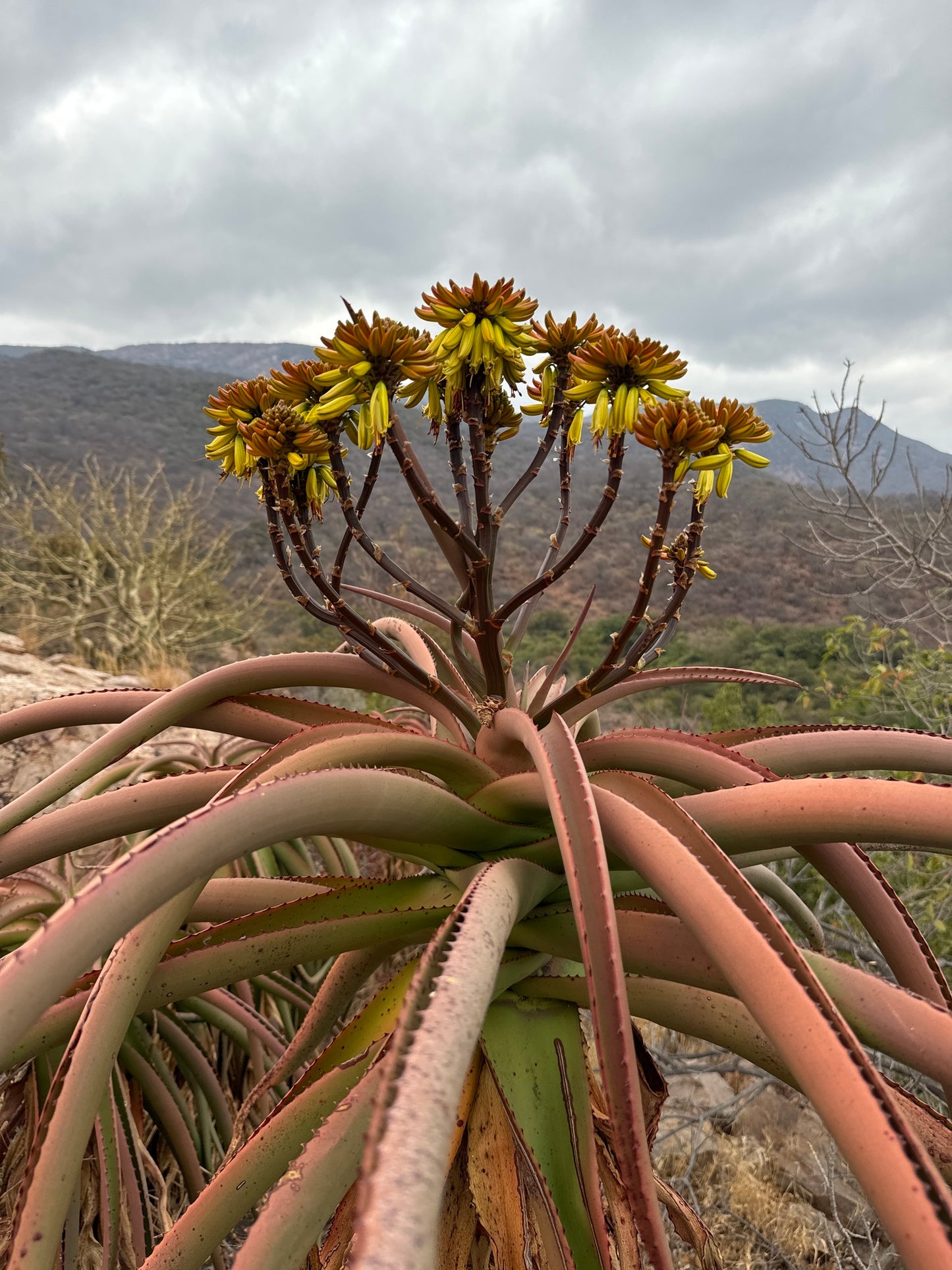 ALOE ANGELICA