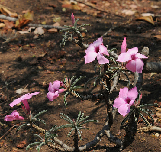ADENIUM SWAZICUM