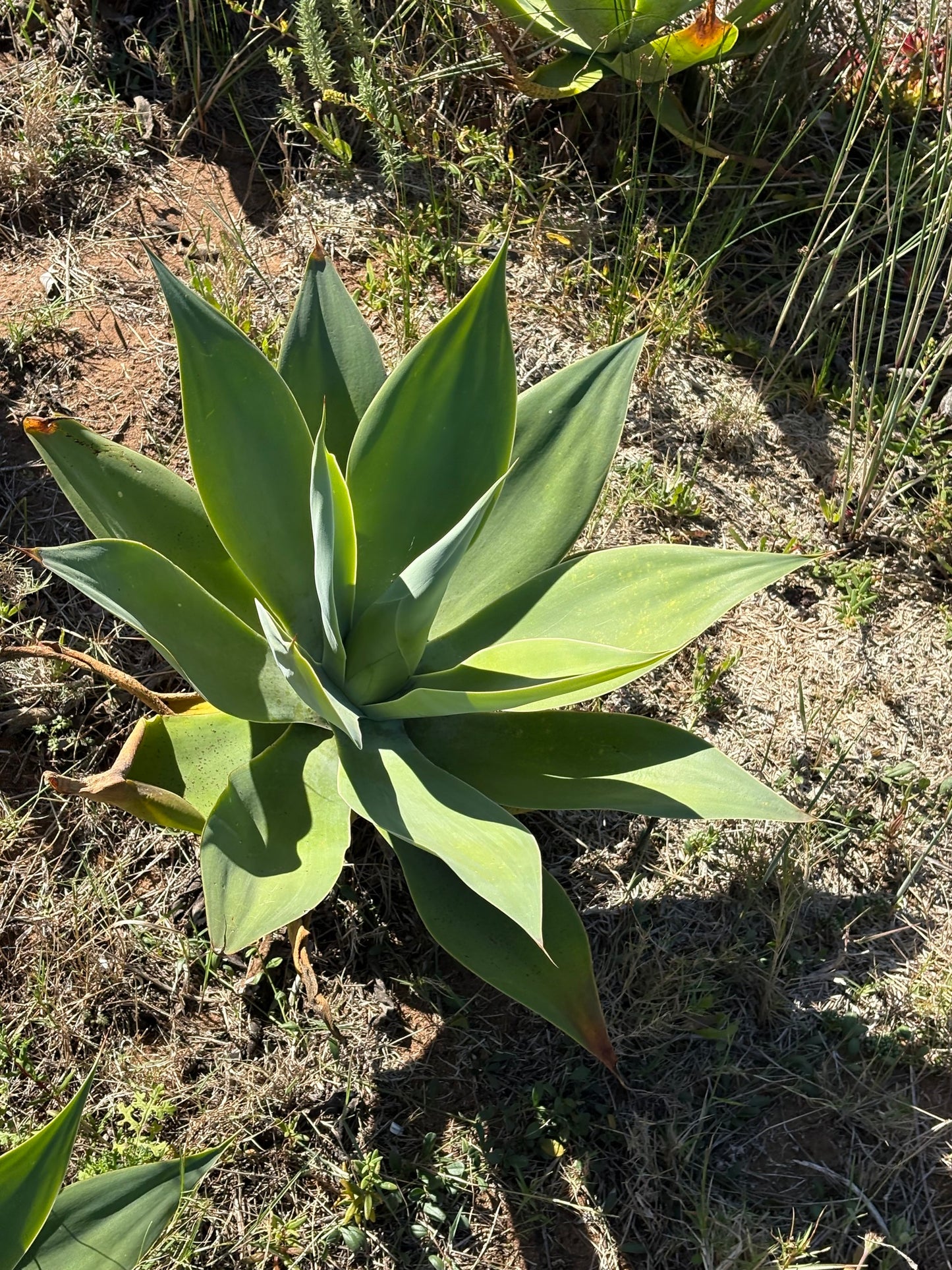 AGAVE ATTENUATA