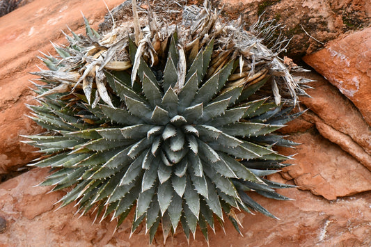 AGAVE UTAHENSIS