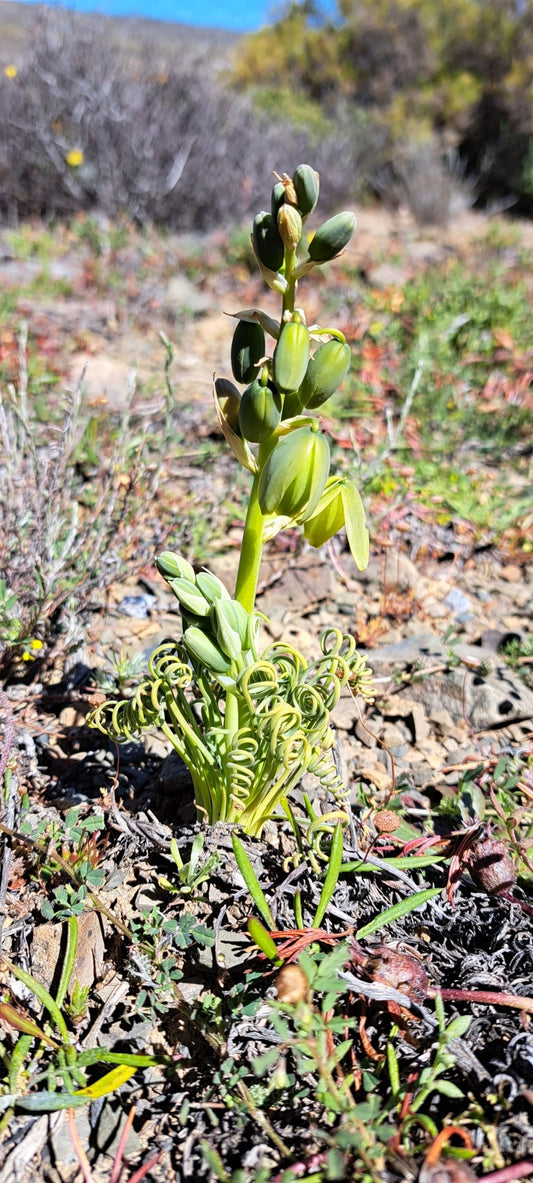ALBUCA SPIRALIS