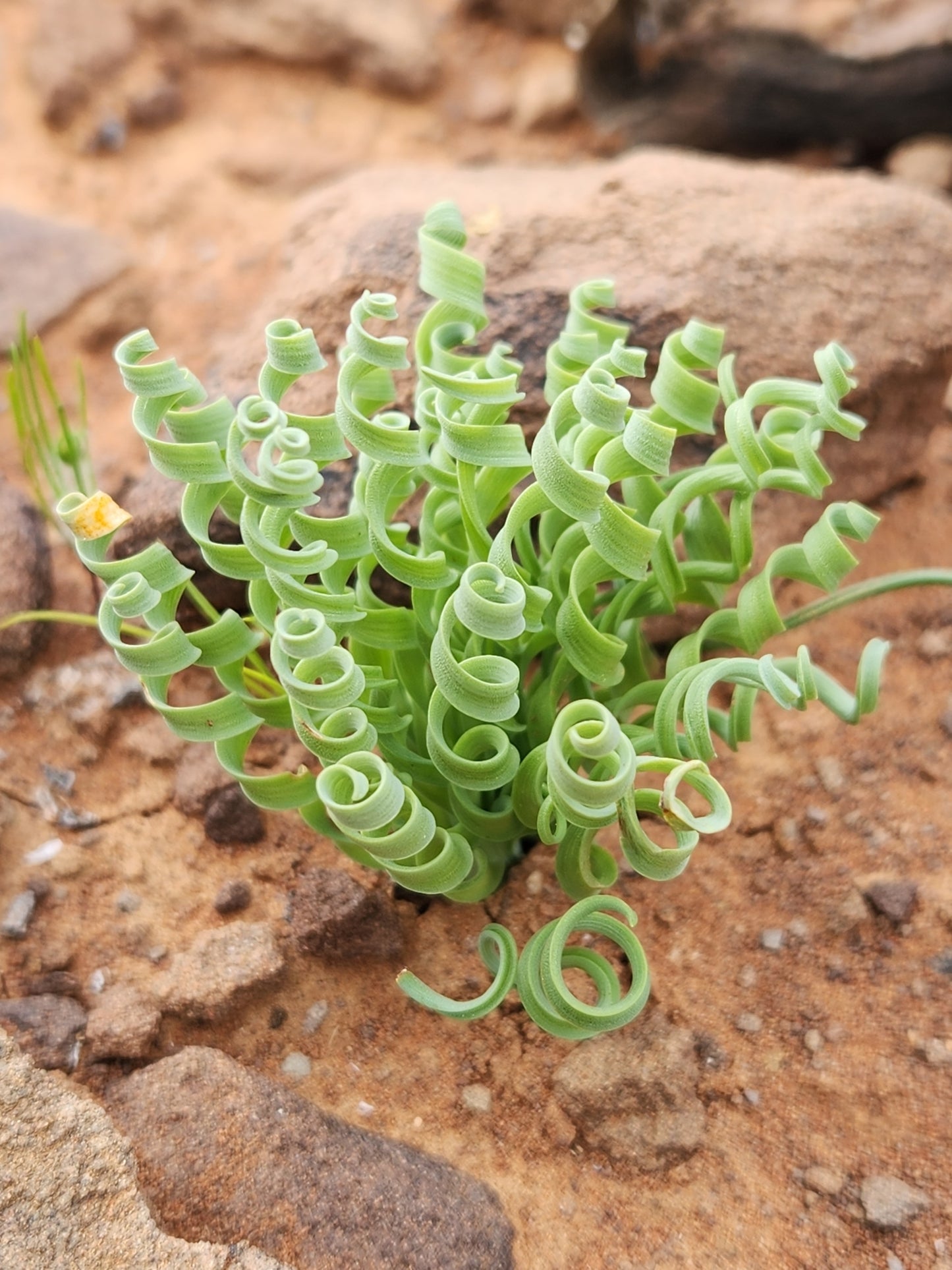 ALBUCA CONCORDIANA
