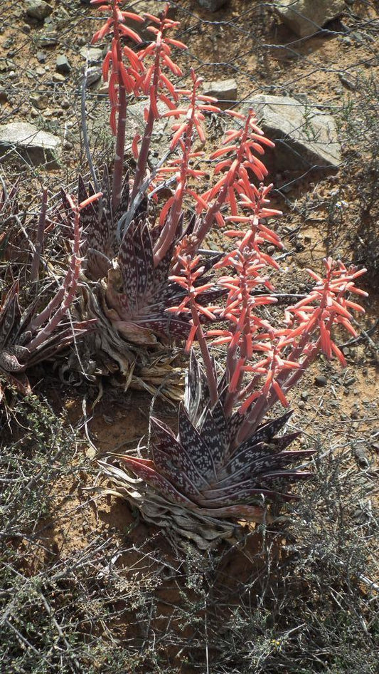 ALOE VARIEGATA