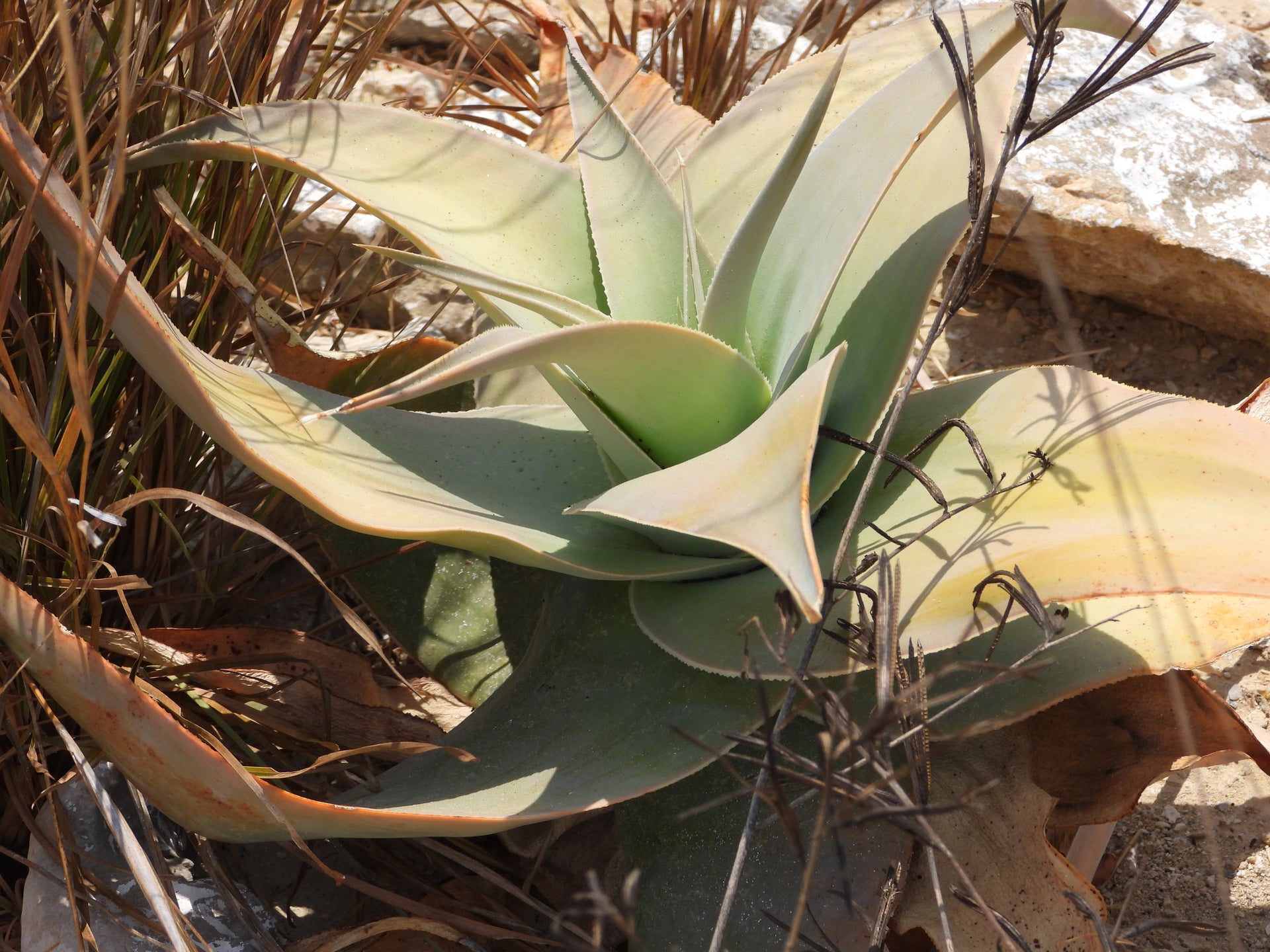 aloe viguieri ALOE VIGUIERI – Kissy Frott